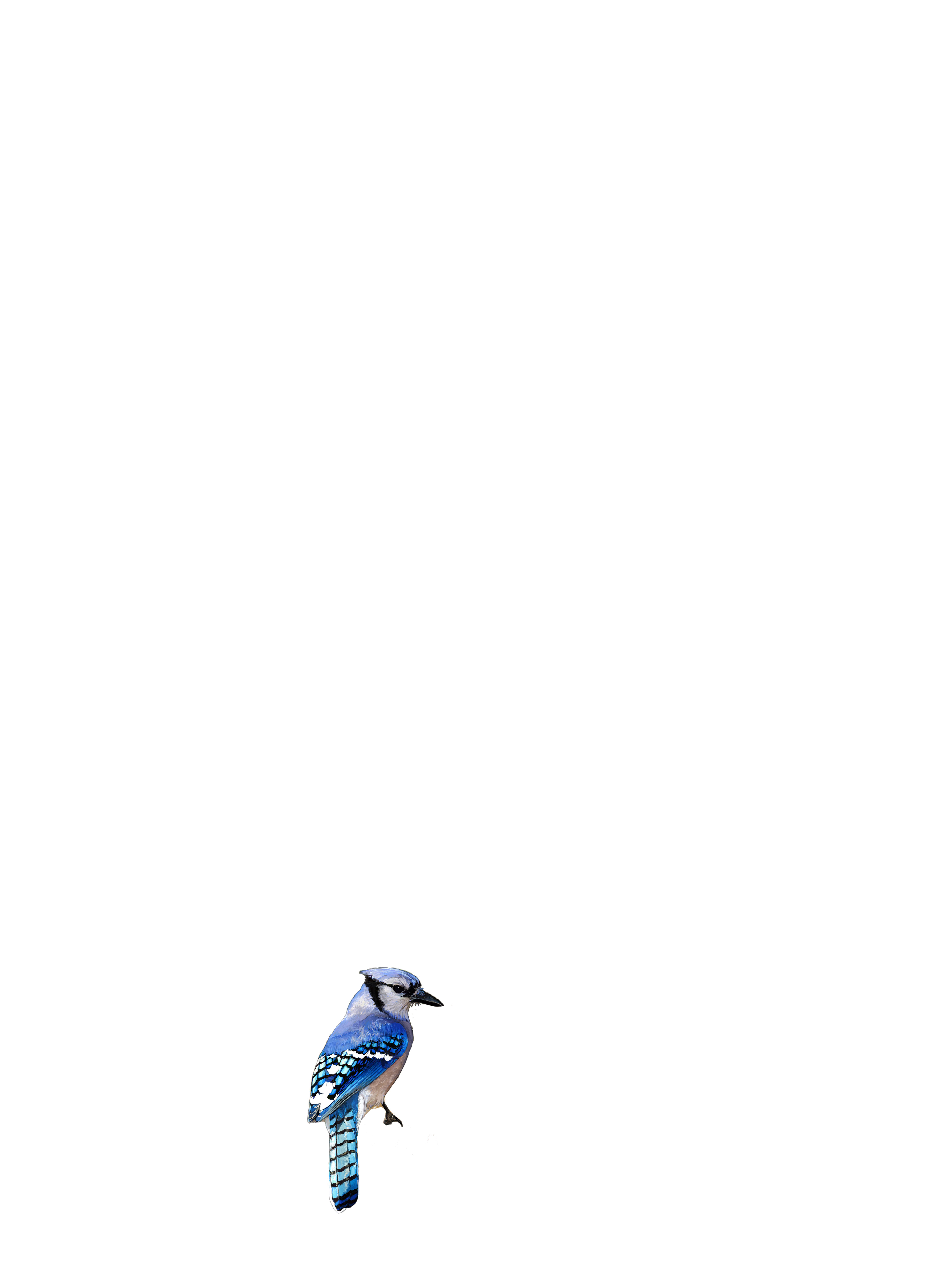birds
